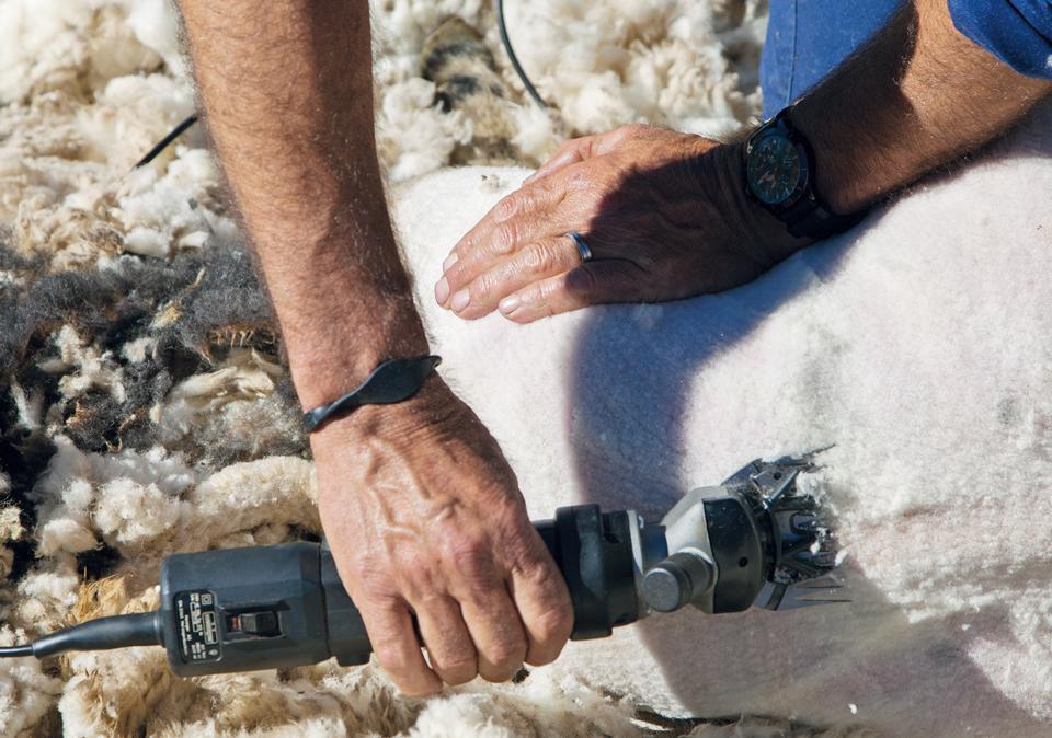 Our partner fro merino wool | senscommon