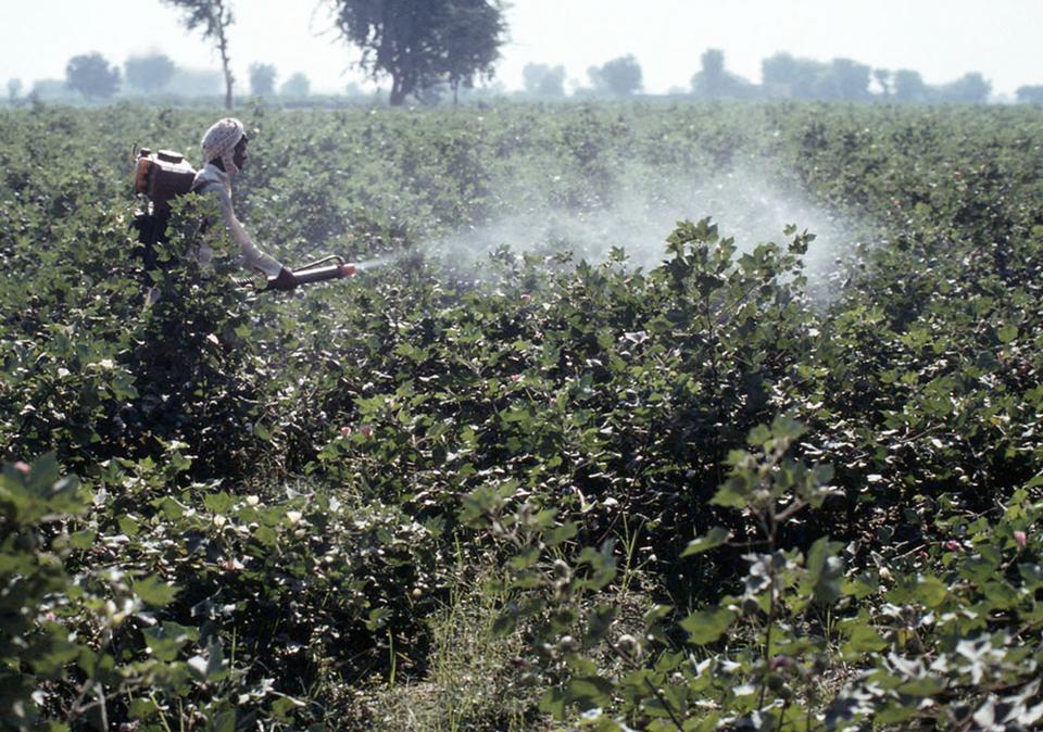 the end of the cotton era | senscommon
